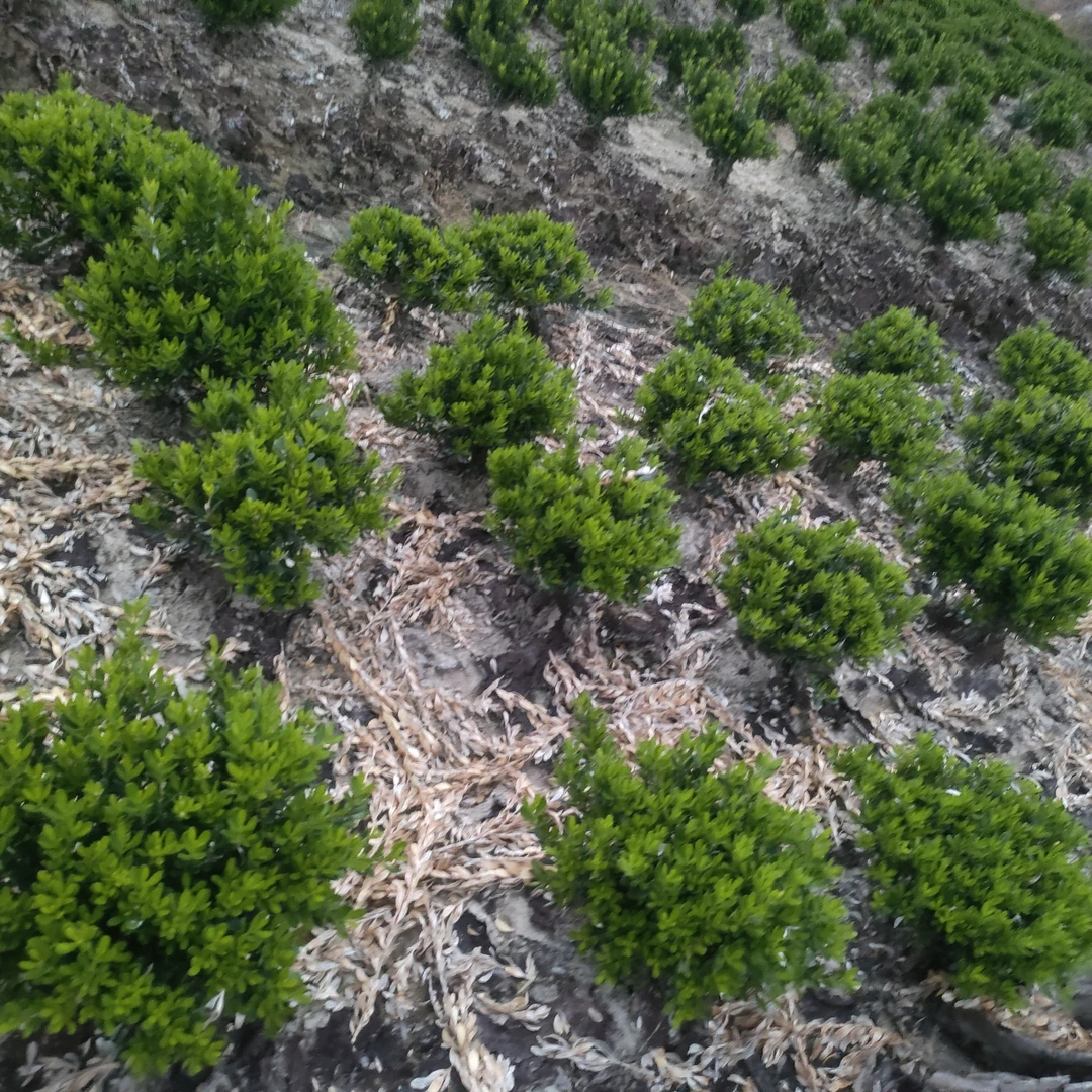 翡翠绿宝石稀有品种黄杨