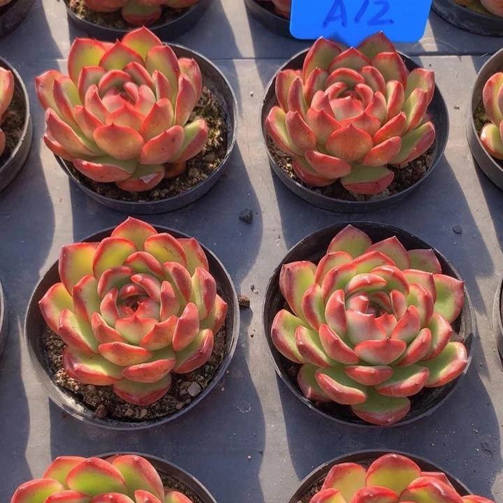 a12万宝龙单头脱土