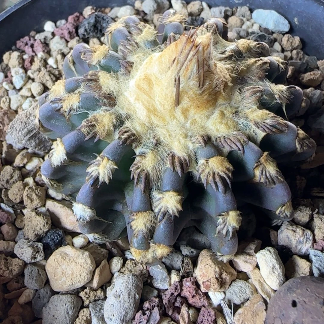 059实生奇特球多肉