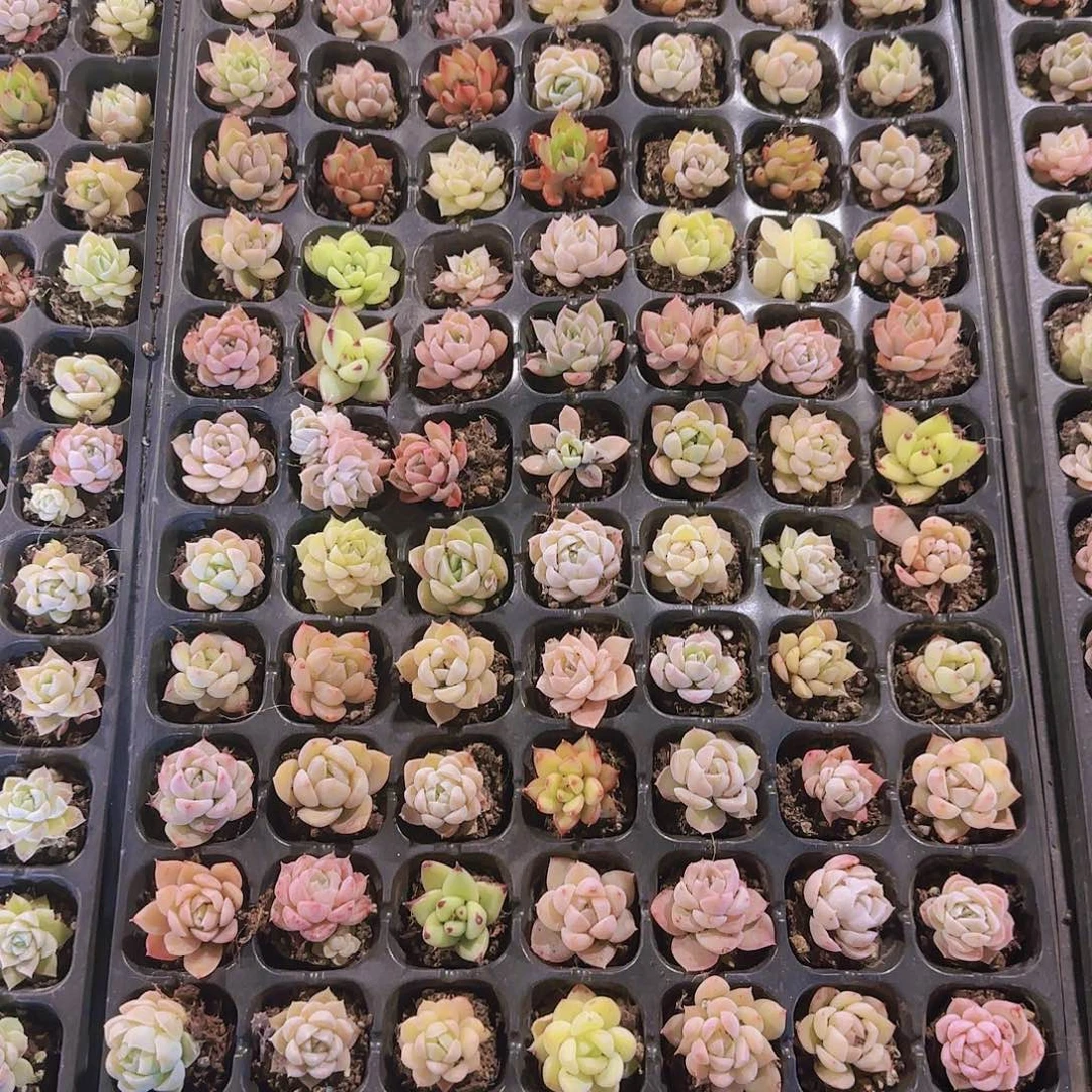 直播一物一拍多肉01