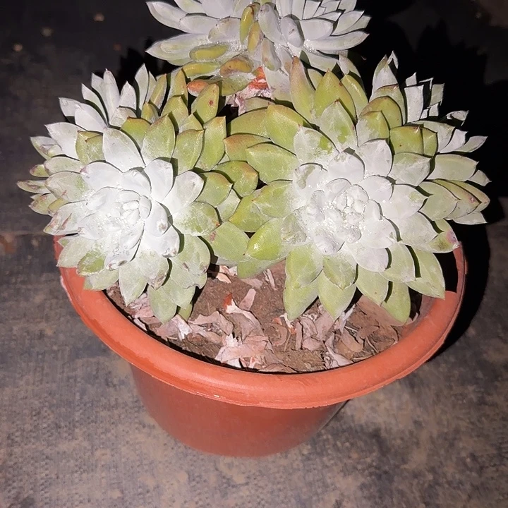 兜***）帕䕜莎仙女杯多肉植物