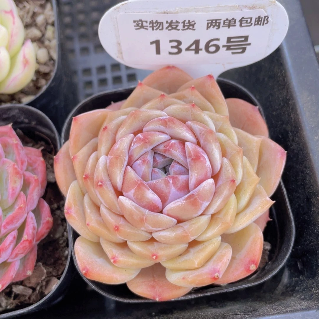 1346号 紫心珍妮新品