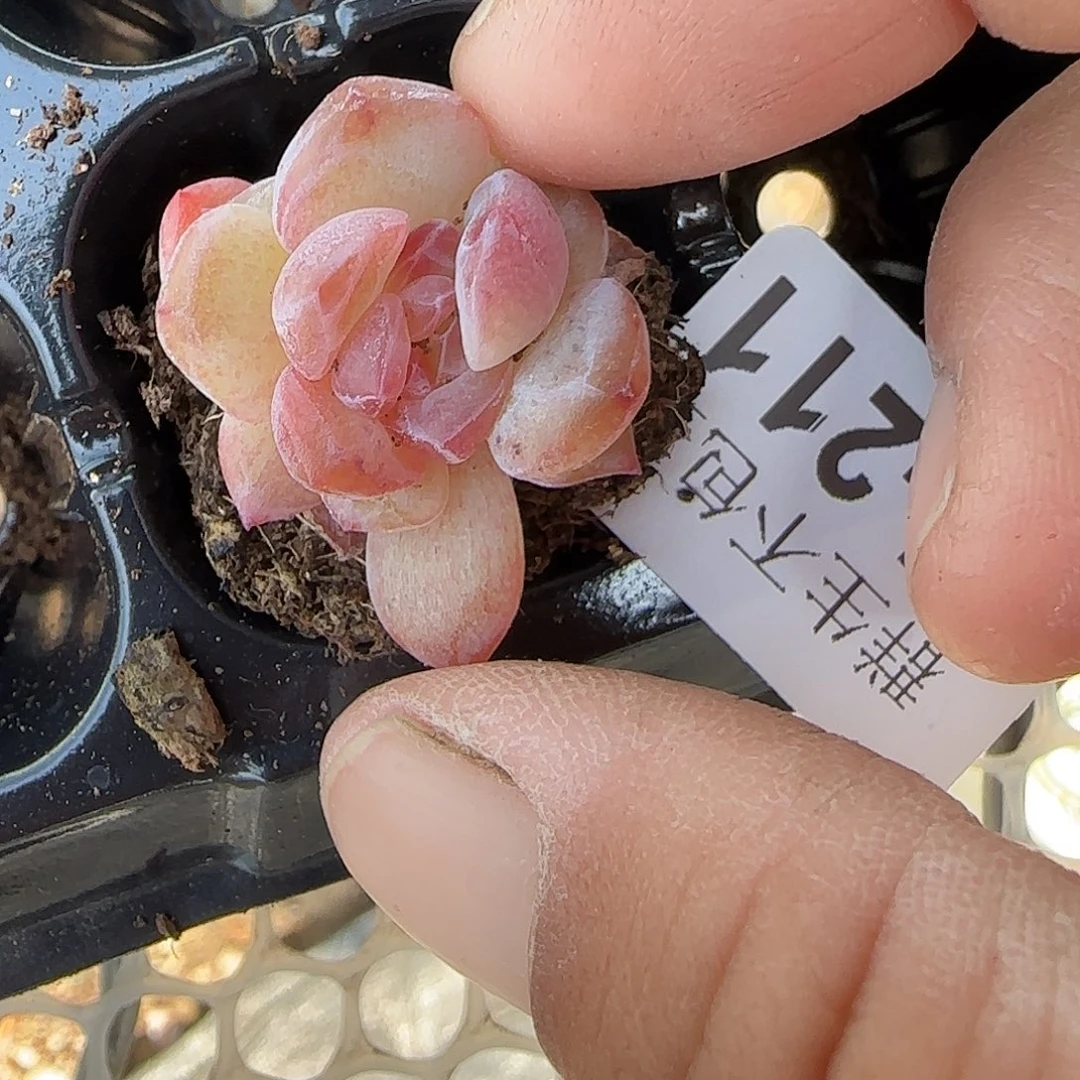 小卡拉米糖心一物一拍27-211