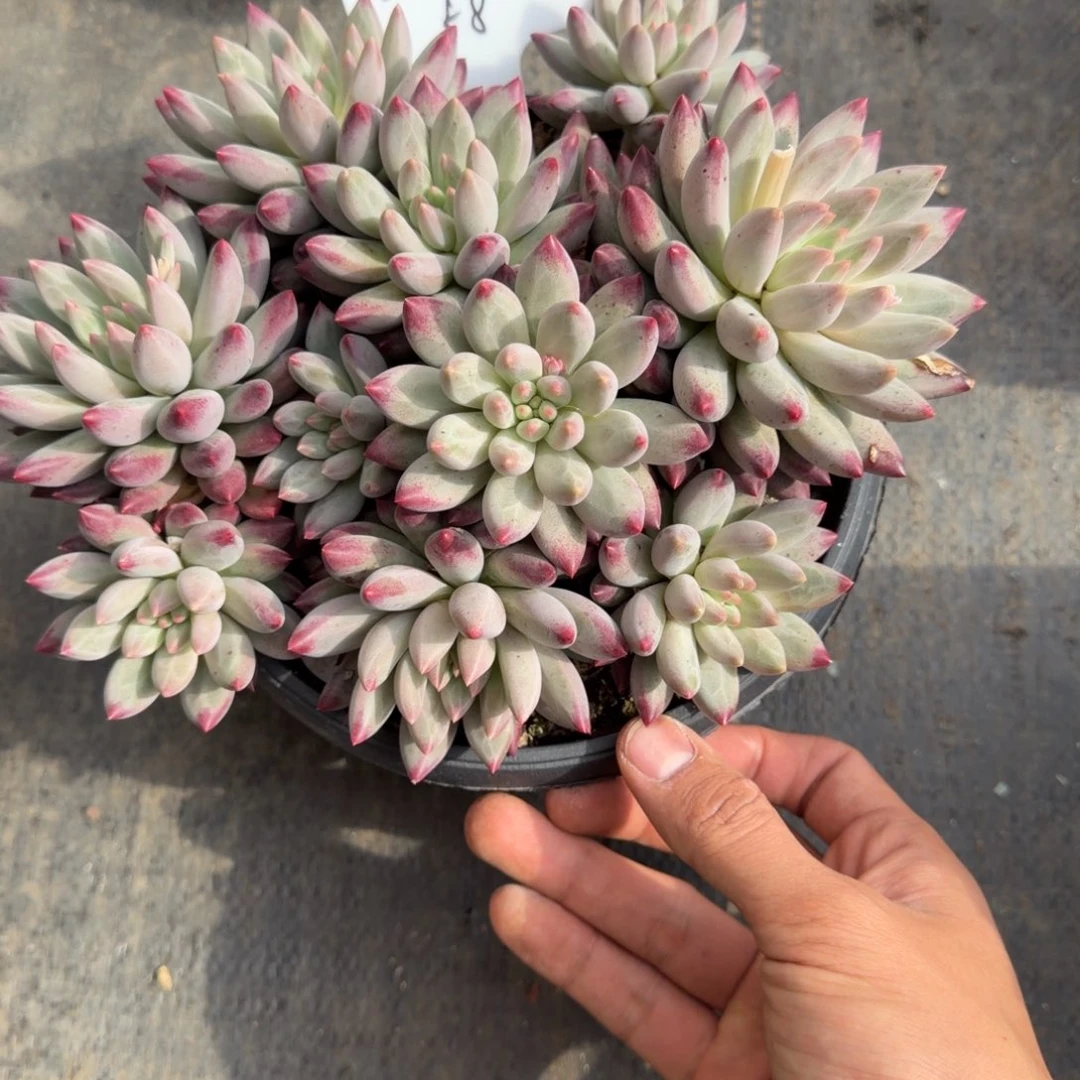 一物一拍车厘子大群58