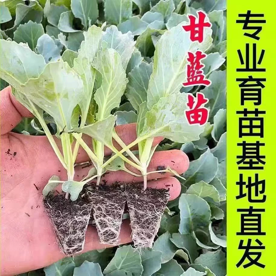 绿甘蓝包菜秧苗穴盘带土秧苗耐寒包菜大头菜苗卷心菜大果圆包菜苗