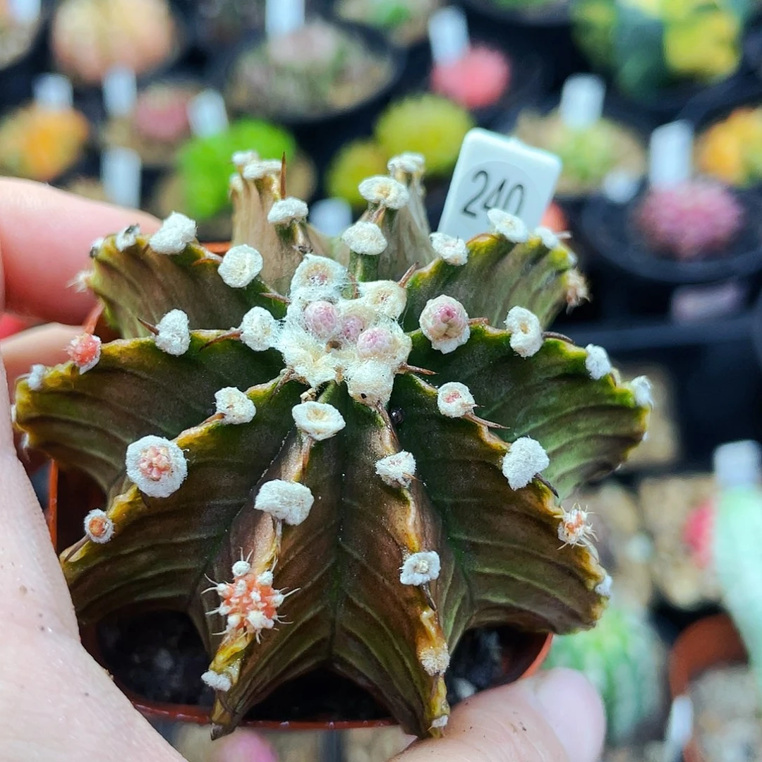 非偏远地区满25包邮裸根仙人球