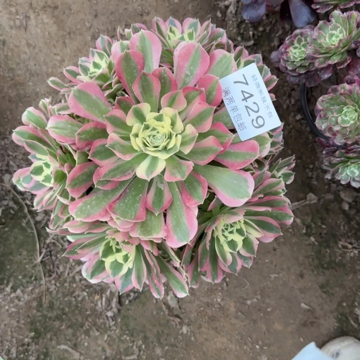 7429白凤多肉植物