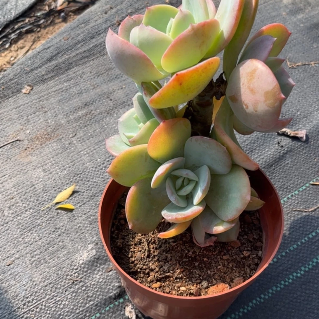 【闪购商品】无花朵风**人