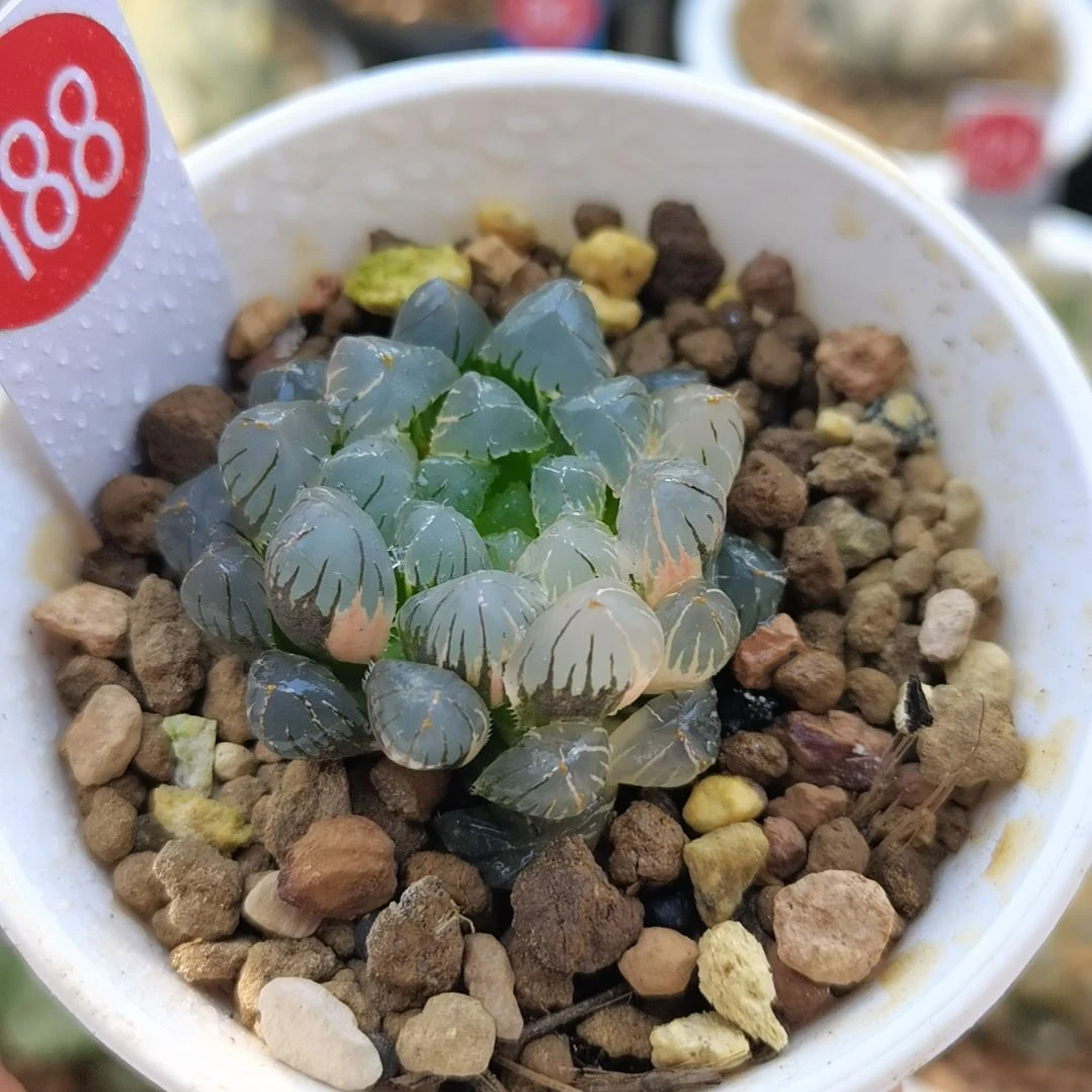 188号冰灯玉露锦一物一拍带盆土发货