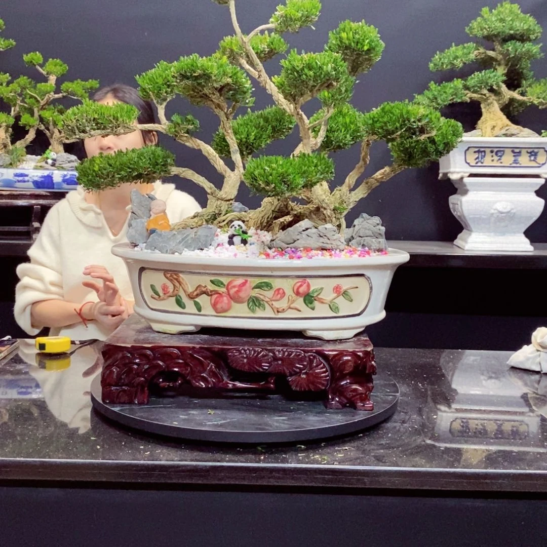 无花朵黄杨盆景园林