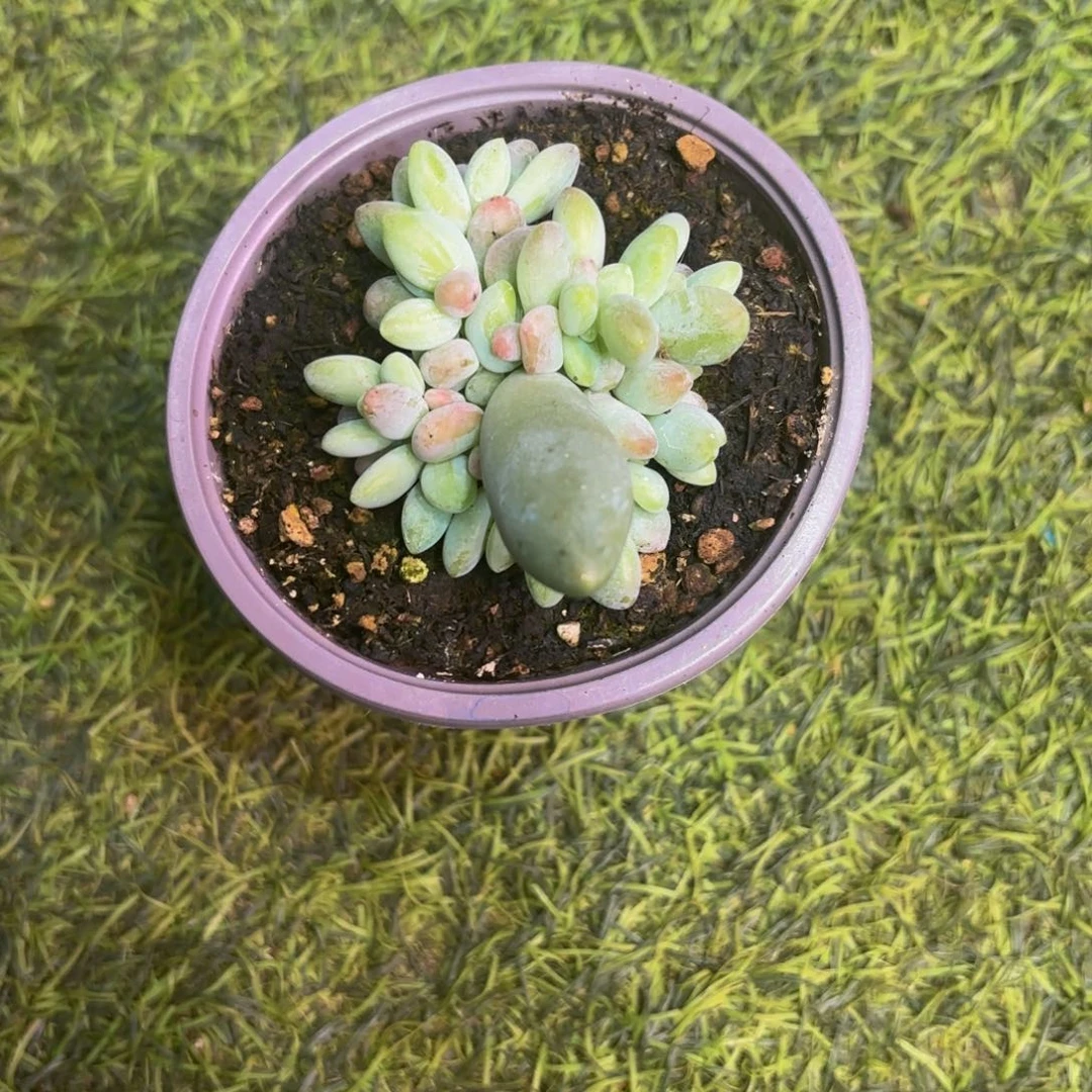 依***然白兰地多肉植物寄养