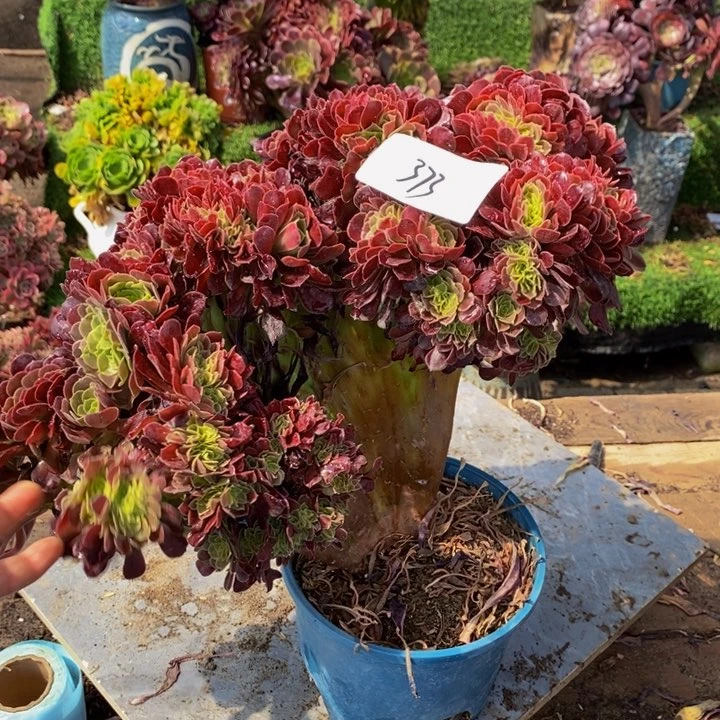 十***.不开花植物373号欧紫缀化多肉
