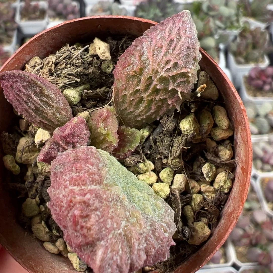 大鱼海棠带倒刺多肉植物水泡