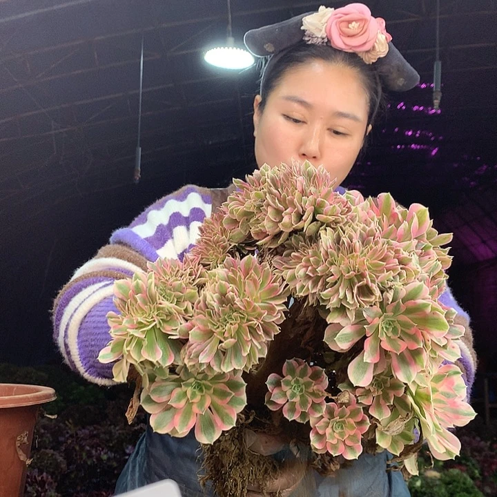 柒柒精品多肉脱土发货不包断侧枝不包售后S884