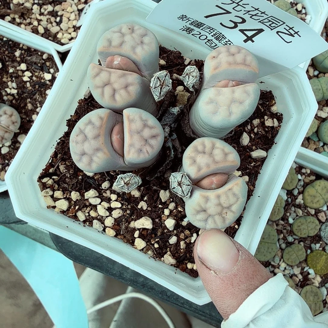 这个点吃晚饭真的有点晕734好