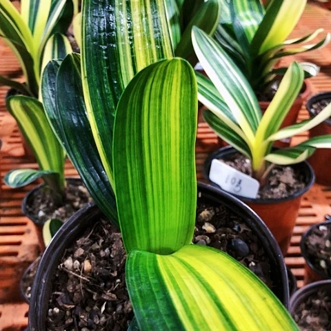 【闪购商品】长**柱