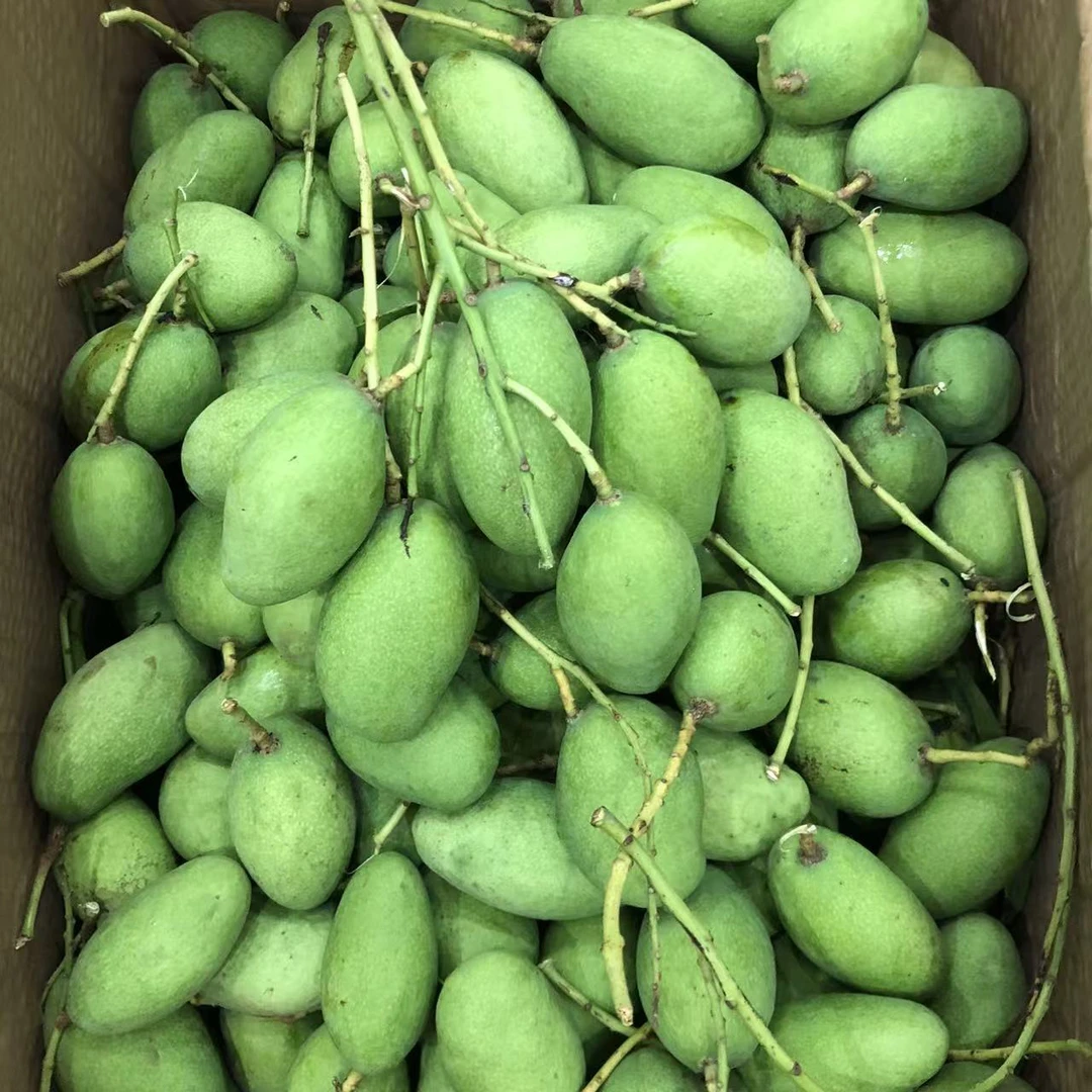 海南本地新鲜现摘酸脆生芒果青芒果生吃酸小种芒