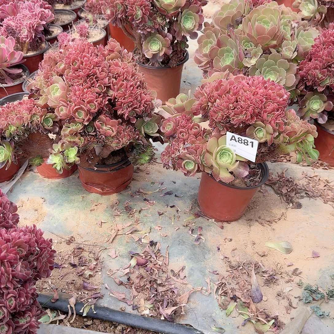 881火玫瑰有伤共2颗