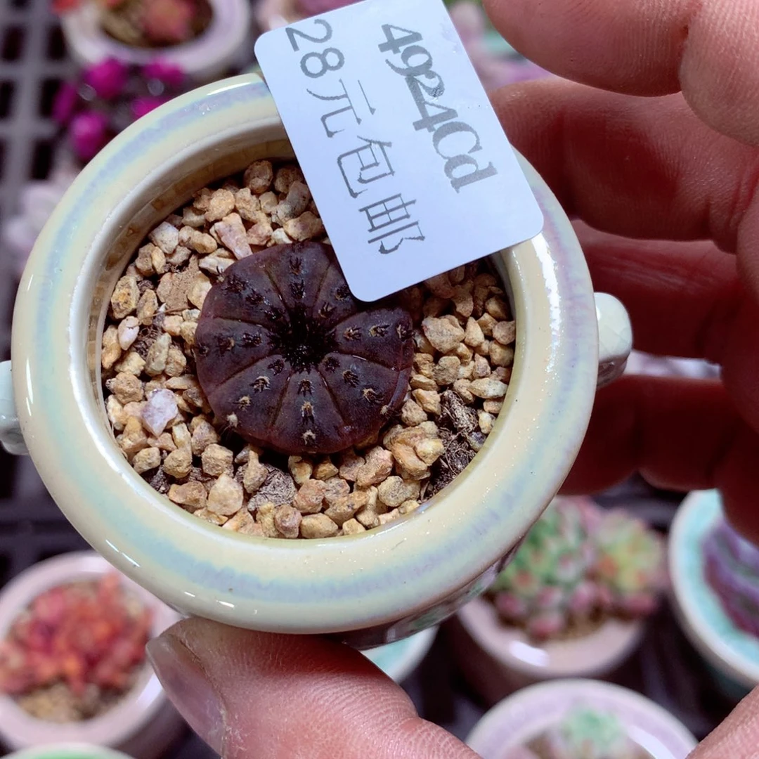 5厘米盆精控多肉4924