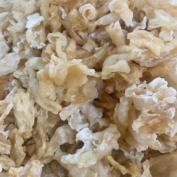 小凤尾胶仔胶质好无腥味