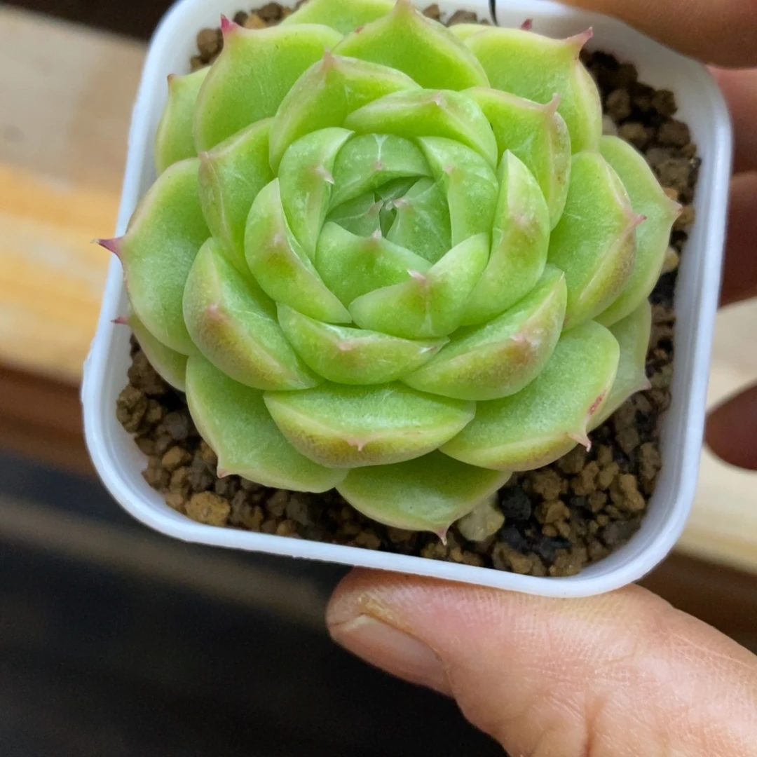 精品多肉一物一拍不包整156