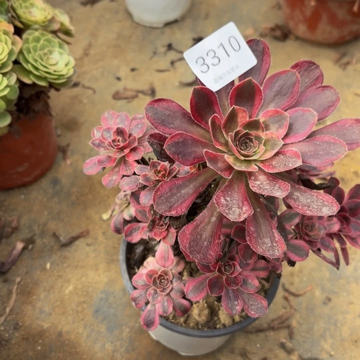 香奈儿处理不包断头多肉3310