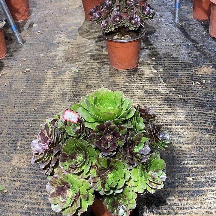 20，花月夜多肉法师多肉法师