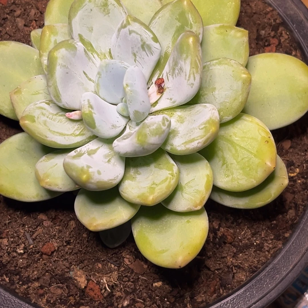 52518下午多肉植物群生