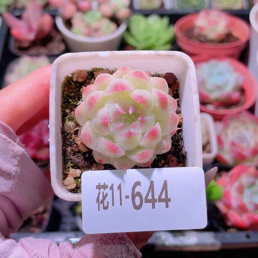 花利美11-644美瞳