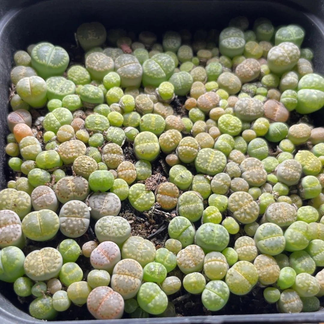 今晚大盆特价更新～20