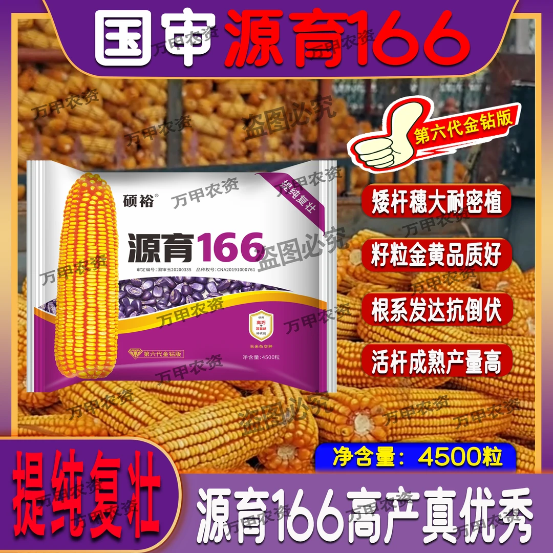 国审（源育166）耐稀耐密矮杆大棒抗病抗倒伏产量高玉米种子