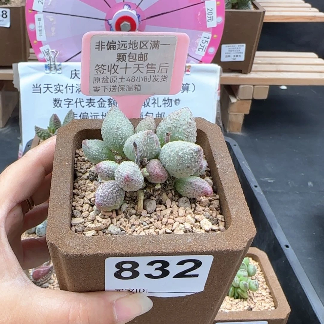 832翡翠哈莫杂多肉植物