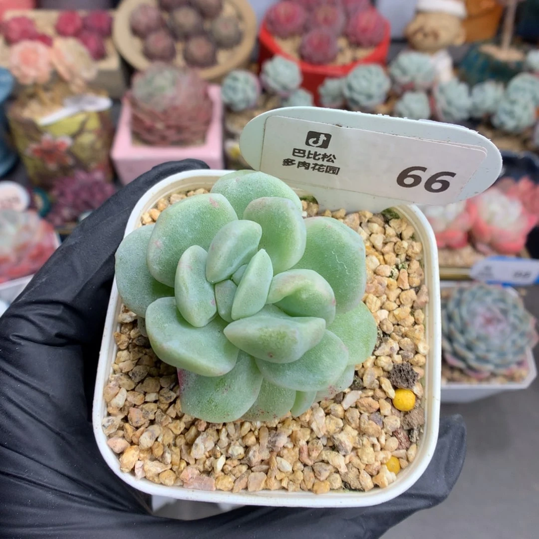 66 冰玉石化多肉