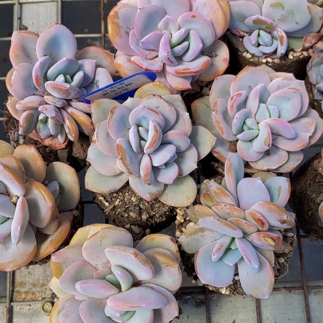 32-精品奶茶双头一个