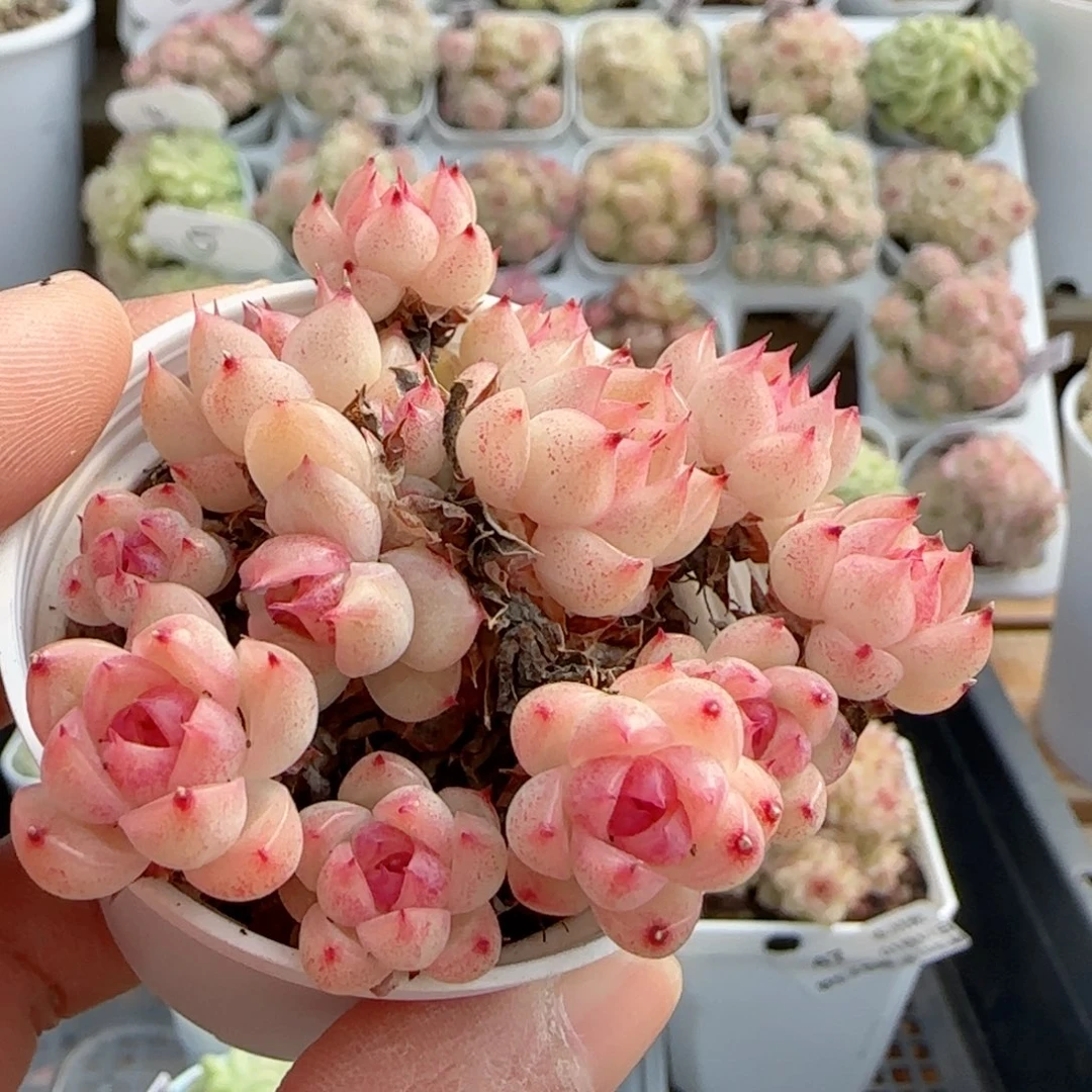 青*【闪购商品】0117-48糖心麦杆