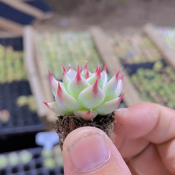 146托斯卡内利精品多肉