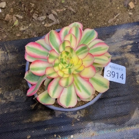 倾城小牙崽多肉量拍