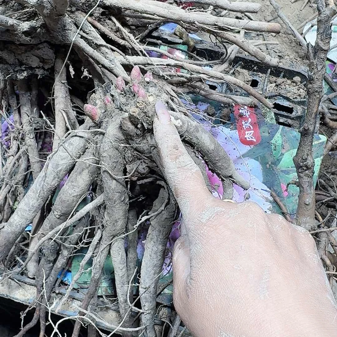 无花朵1111111111111111