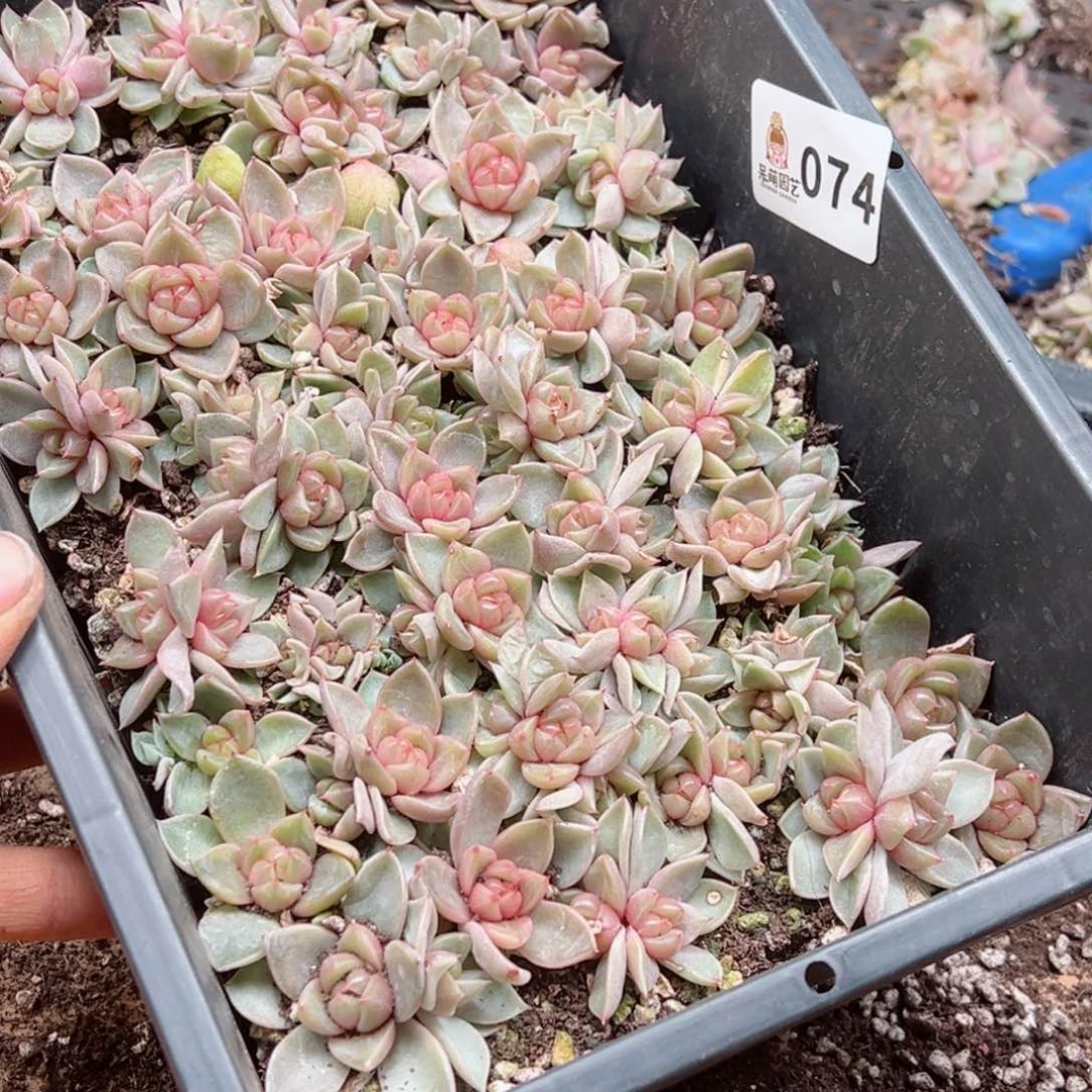 娜多肉植物多肉植物