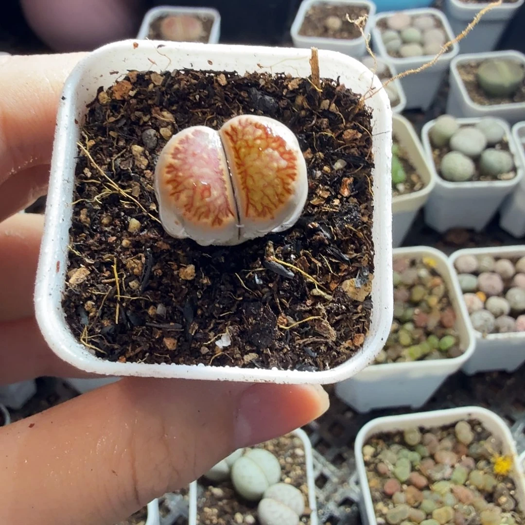 起***难多肉植物和植物等植物89