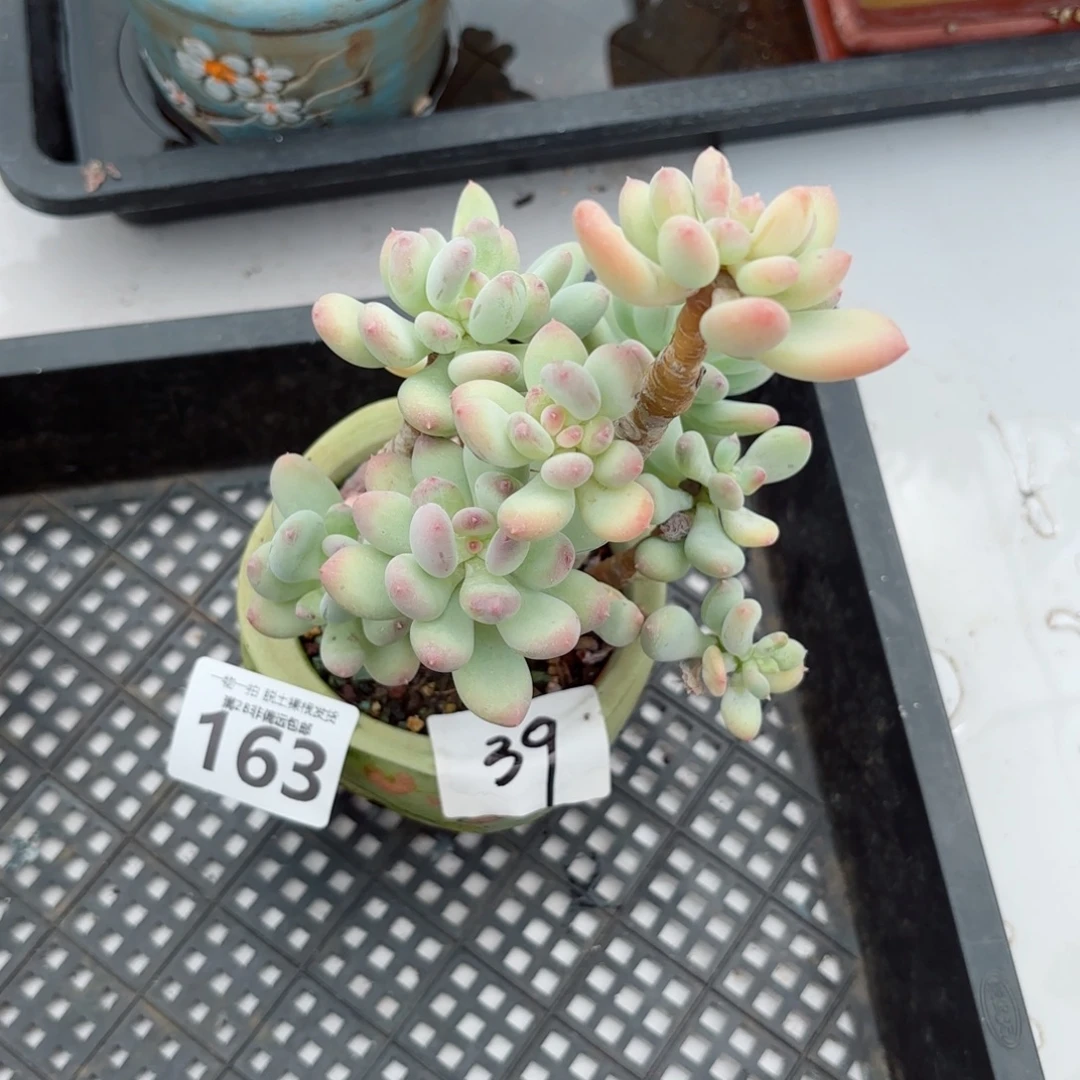 苹果奶老桩无盆土发货