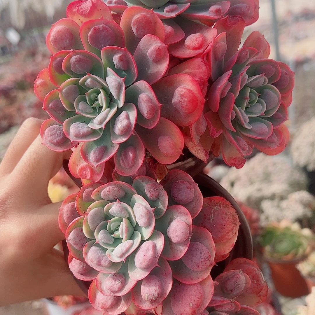 雨滴双头起发精品特价二盆