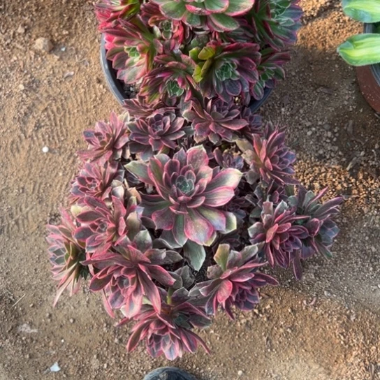苏*妹浣纱海王多肉植物花花两颗