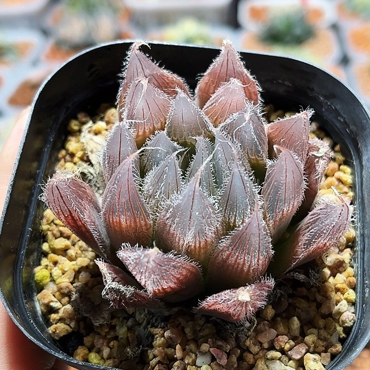 十二卷多肉实生毛玉露