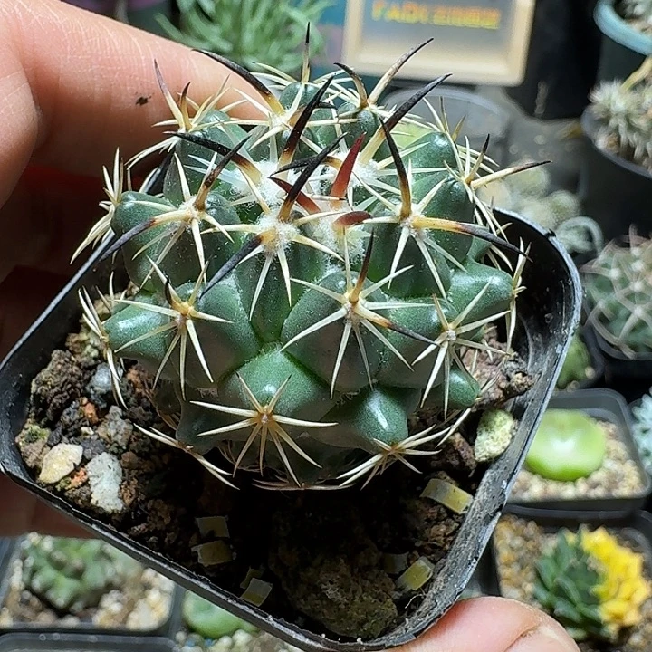 226钢钉脱土发货实生