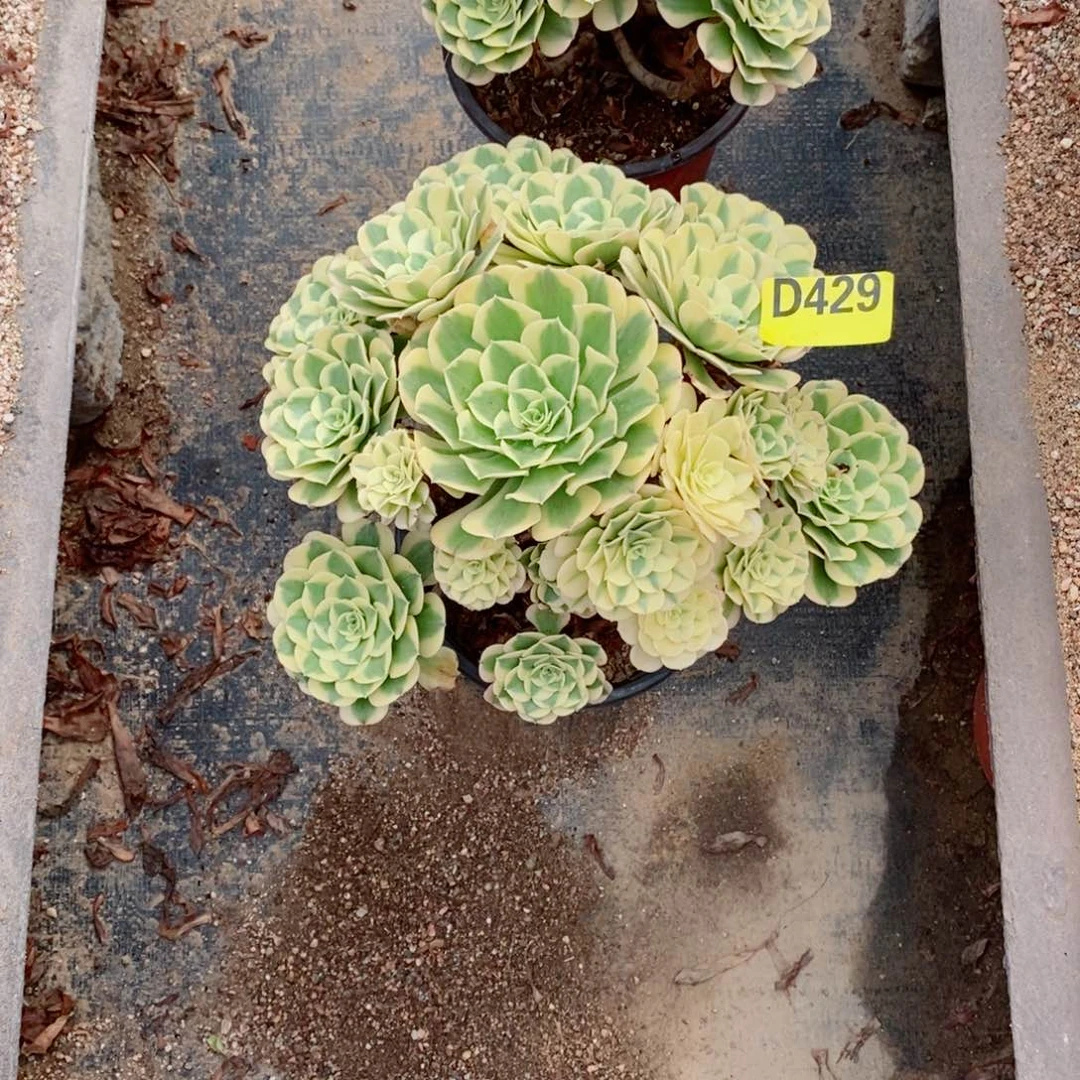 绿豆沙多肉法师429