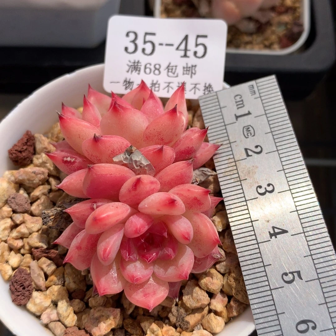 白底红粉糖心冠服4.5