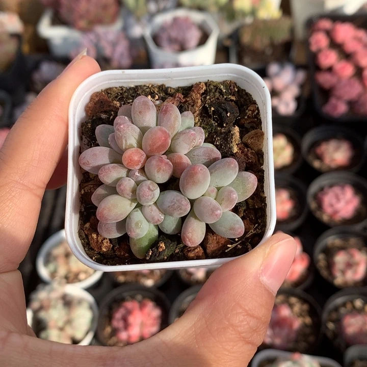 精控小苹果奶多肉