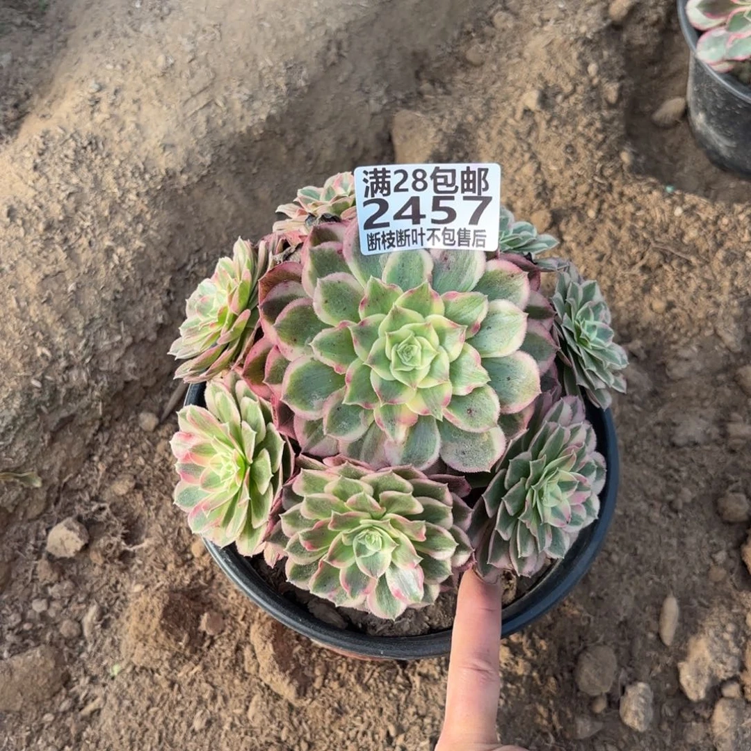 X. 2457孔雀翎多肉112233