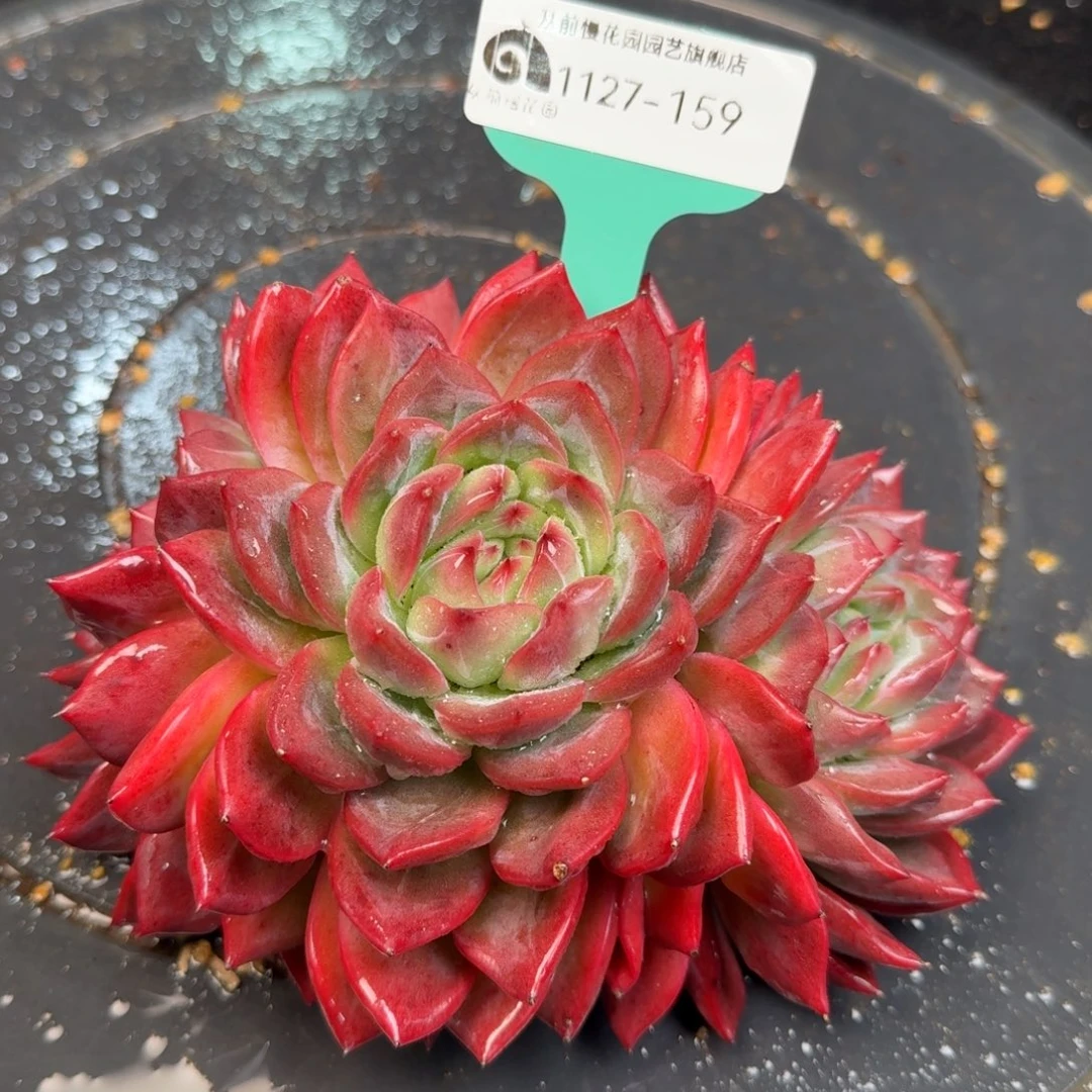 从前慢多肉精选编号1127.159